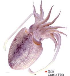 门后的生物,探寻未知生物的奥秘世界